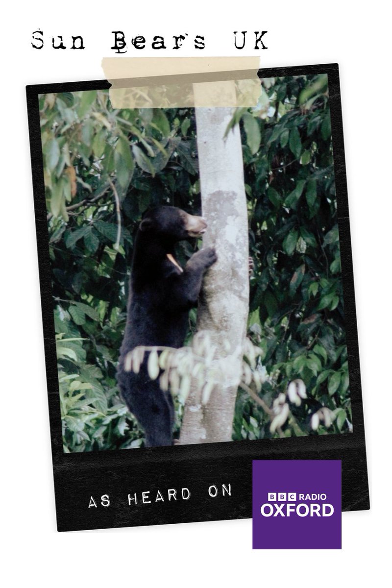 Sun Bears UK tweet media