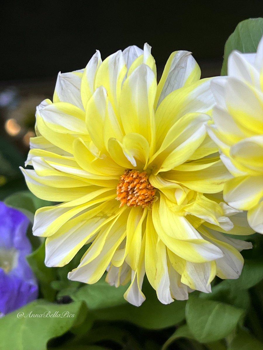 AnnaBellaPics's tweet photo. A frosty delight on a hot summer day and a new favorite this season … dahlia ‘Hollyhill Lemon Ice’🌼💛🍋 #flowers #gardening https://t.co/8ojPFIs0RC