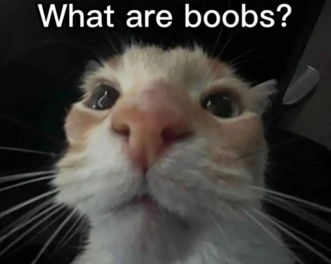 woahwhat01's tweet photo. @TweetsOfCats https://t.co/d0fdpOJ7Gc