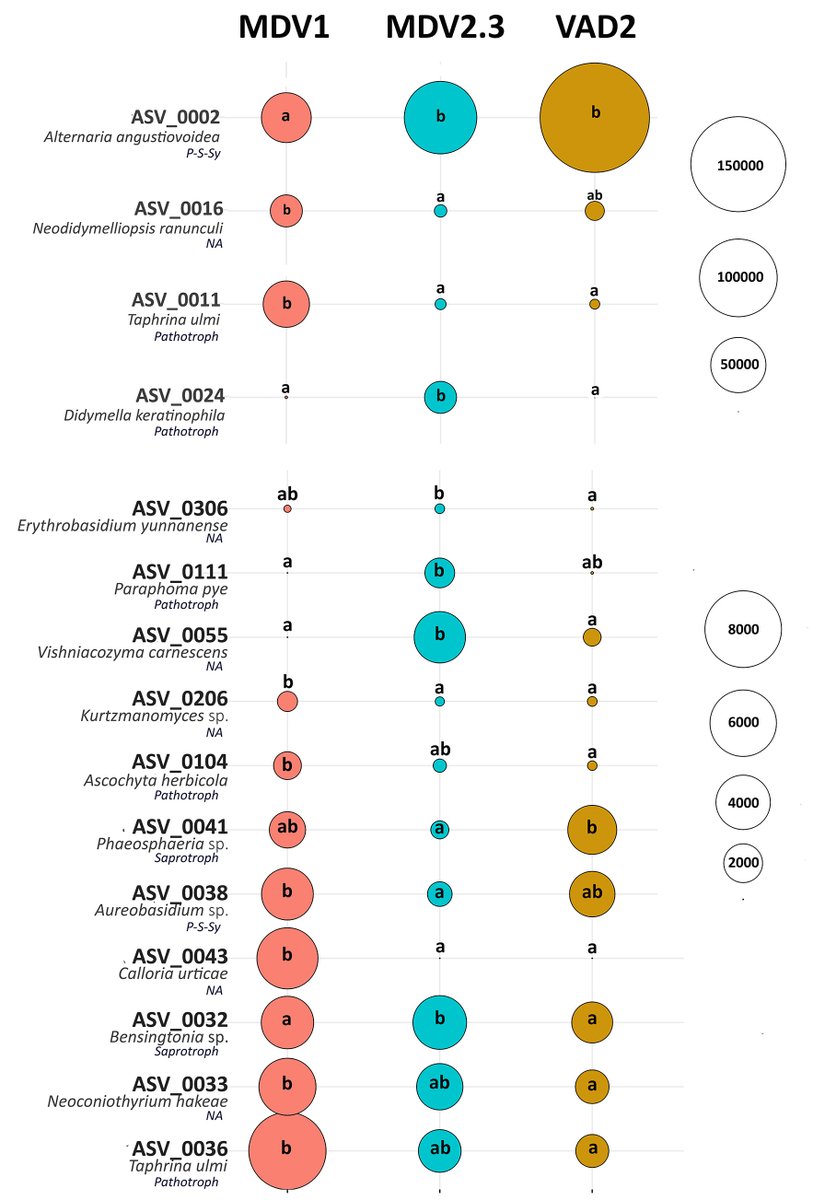 clamara1's tweet photo. 📚Our study revealed fascinating insights! Despite minimal changes in the mycobiome from treatments, two key findings stood out: 1) distinct fungal compositions between genotypes &amp; 2) #endophytes effectively counteracted most pathogen-induced changes in the mycobiome https://t.co/yKwIYUhXOa