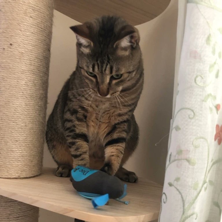 WillhelmLoafCat's tweet photo. I caught the mouse! 😹

#catsofinstagram #cats #catstagram #catsagram #catsoftwitterandinstagram #cats #catsofig #catslover
https://t.co/BqKHkDPw30 https://t.co/8yyMFabAl0