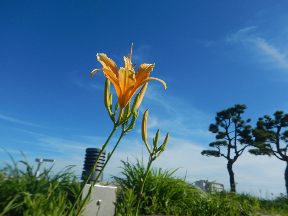 moemagr's tweet photo. □ 神奈川県藤沢市の #百合
オリンピックで封鎖されてたヨットハーバーにまた行けるようになってました
#AW130 #江ノ島 https://t.co/UIRY9wm5Zj