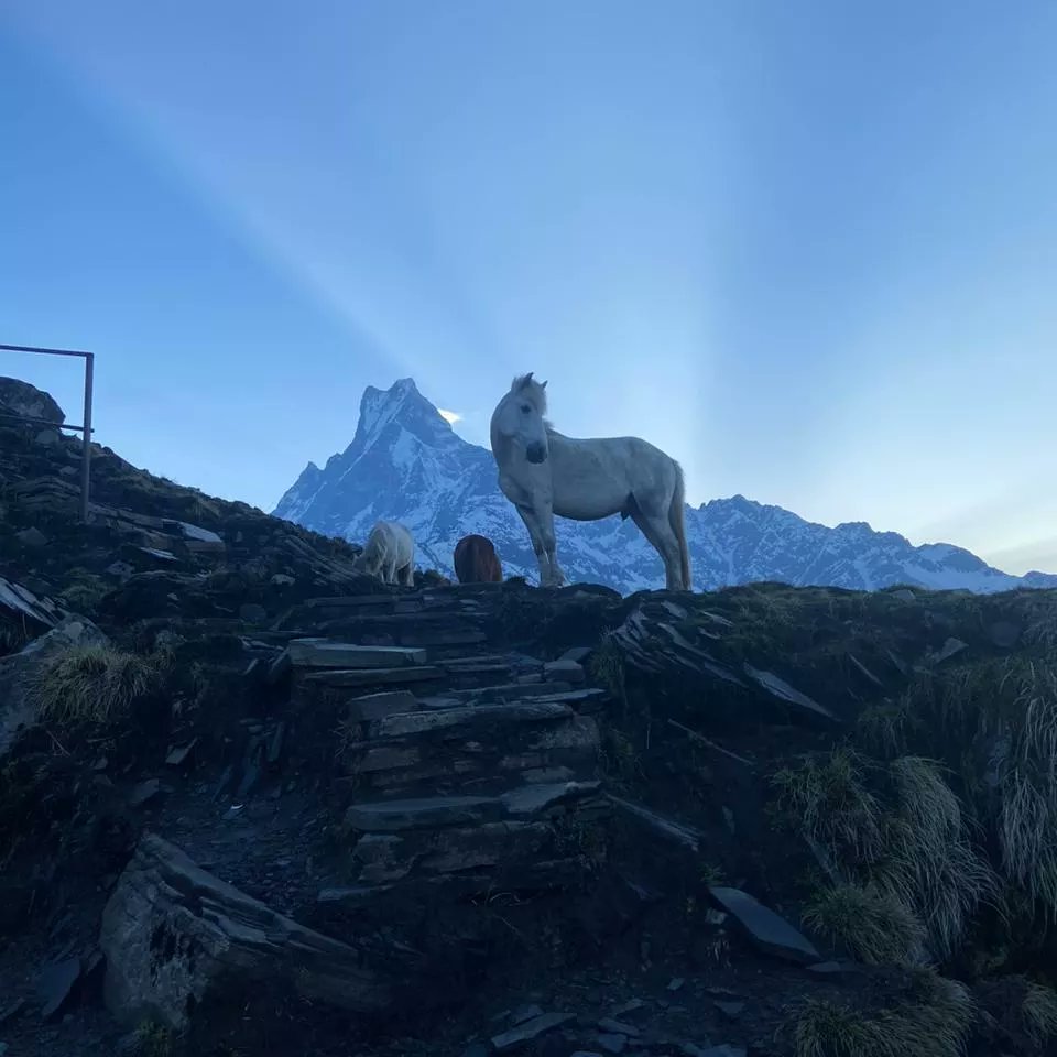 Mardi Himal Trek, Annapurna, Himalaya, Nepal 😍