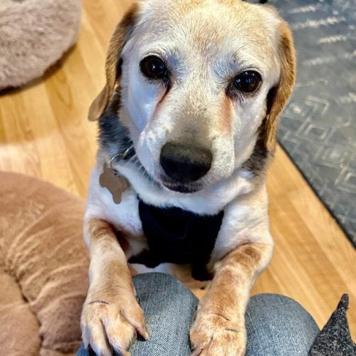 Adoptable #beagle of the day- BAILEY tribeagles.org/product/bailey…
