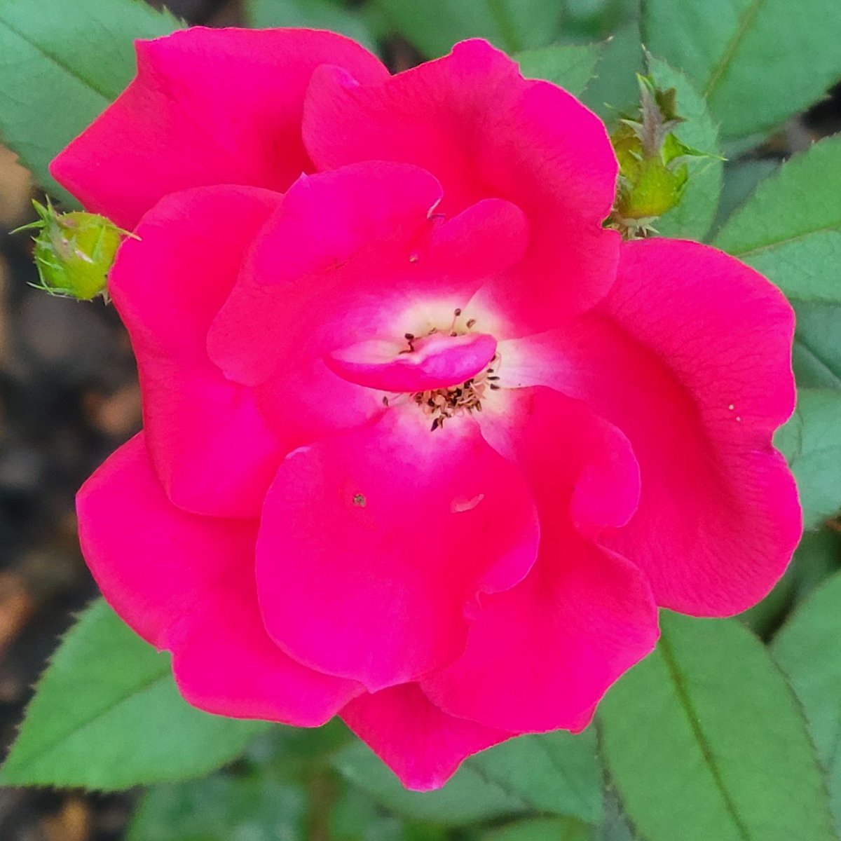 N_a_n_c_yBrown's tweet photo. #RoseWednesday 
#Red Knockout Rose #InTheGarden
#InThePines https://t.co/7BPx6xVMme