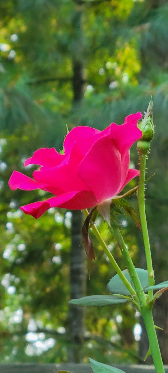 N_a_n_c_yBrown's tweet photo. #RoseWednesday 
#Red Knockout Rose #InTheGarden
#InThePines https://t.co/7BPx6xVMme