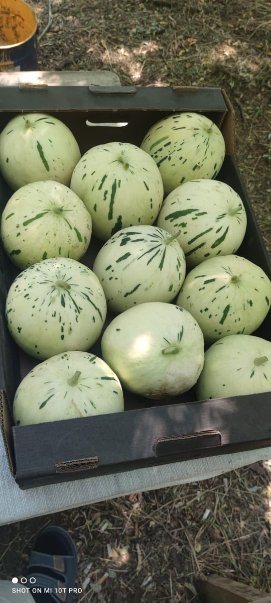 Покупайте в «Перекрестках Москвы арбузы и дыни ИП ЧУМАЧЕНКО И.Н.