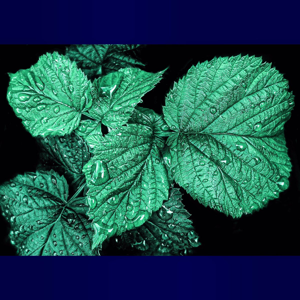 indacocreations's tweet photo. Mint Drops
#Leaf #Green #CloseUp #Freshness #Nature #LeafVein #Mint #Raw #Shotoniphone https://t.co/uY91xRneDQ
