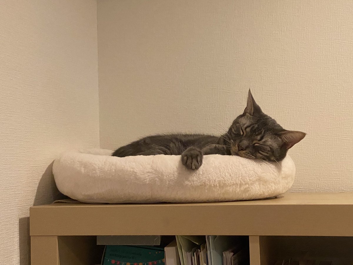 kamimayaa710's tweet photo. はやくねようよ
#americanshorthair #cat #bluetabby #tokyo #japan #catlover #アメリカンショートヘア #ブルータビー #猫 #ねこ #2歳 #2yearold #24months https://t.co/mOgIyiVv4h