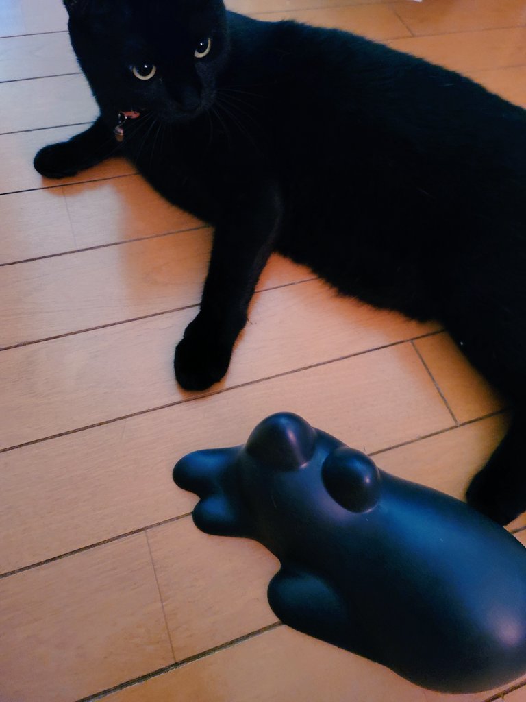 Mitsuha_FF11's tweet photo. KONCENT /コンセント様(@KONCENT_shop)、のネコカップチャレンジ2023のプレゼント企画に当選しました~~!!🎉✨(〃´ω`〃)✨🎊💕
黒猫ちゃんを頂きまして、やまとと一緒にパチリしました!👀📷️💕
嬉しいです!💕ありがとうございました~~!😸💕
#ネコカップチャレンジ2023
#hconcept https://t.co/D5pLLo418g