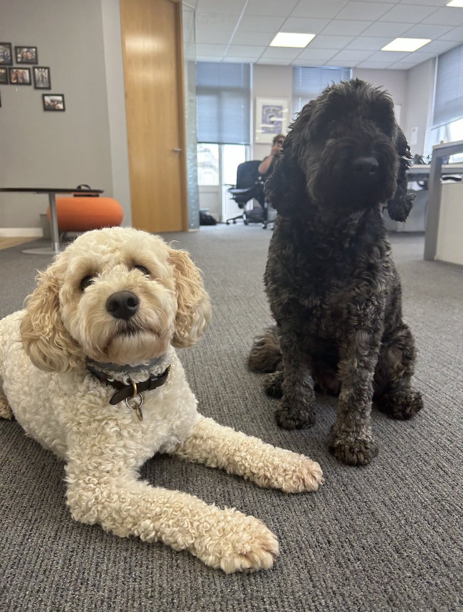 Double trouble in the office🐶