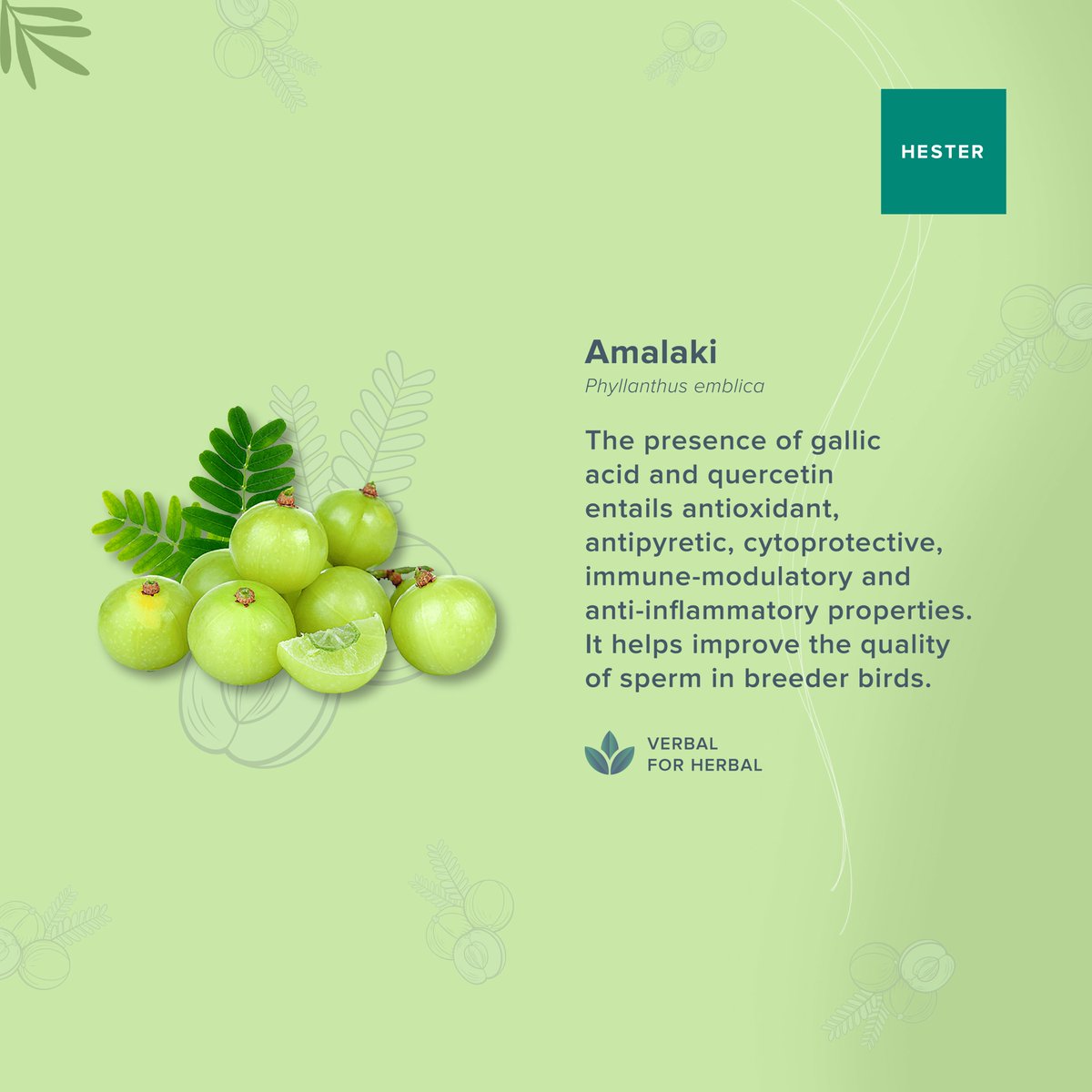 Hesterindia's tweet photo. Amalaki, an herb, reveals antioxidant, immune-modulatory, and fertility-enhancing properties, creating ideal breeding conditions.
#Hester #Verbalforherbal #Amalaki #immunemodulatory #fertilityenhancing #breedingconditions https://t.co/kXMXedab6q