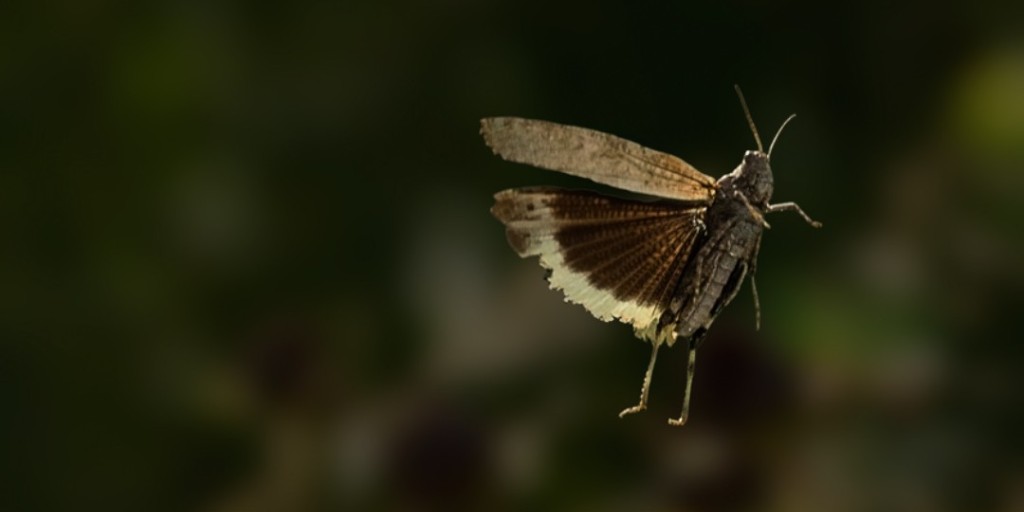 We have compiled a list of up-to-date #institutions offering full &amp; part-time #Entomology-related #courses to get you on the right track to achieving your #career aspirations 🎓

Kickstart your #InsectScience journey: 

ow.ly/pOf950OWWMu 

📸 Martin Tampier

#InsectCourses
