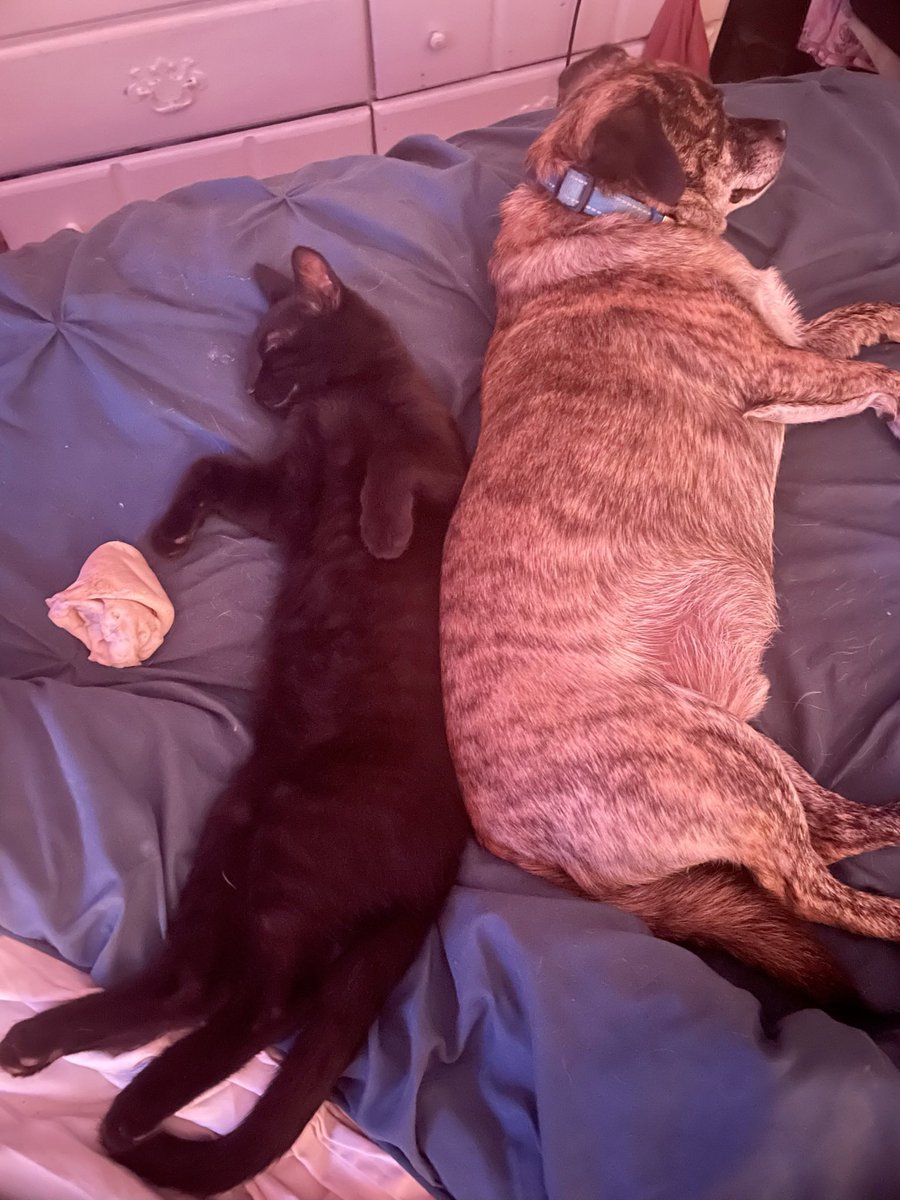 Hanging with my new best friends Freddy. #cats #dogs