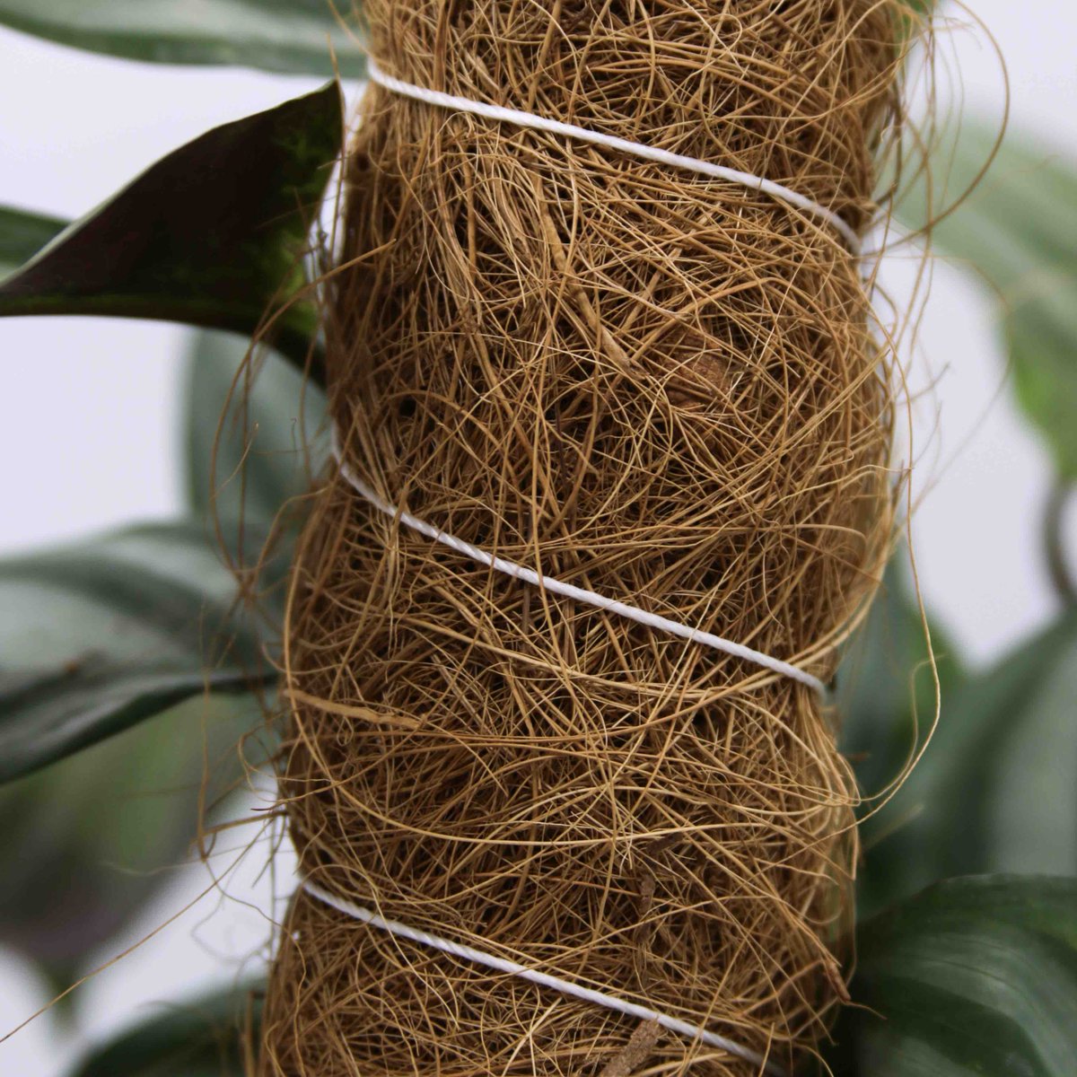 #productofthemonth goes to… our Coir Grow Poles! These customer faves have climbed their way to the top this month, if you will. Our Coir Grow Poles are ethically produced and sourced, so you can support your plants while supporting sustainable practices!😊👌