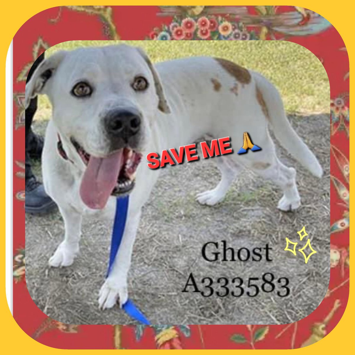 rothfarms's tweet photo. βοΈππ¨#SaveGhost before they KILL him ποΈβ°οΈπ¨π
CORPUS CHRISTI ANIMAL CARE π§ π 361-826-4630 https://t.co/yCQSojXKwr
