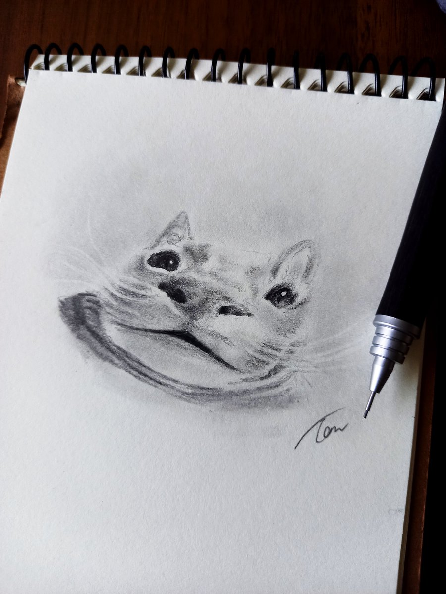 「spoon cat」|Tomのイラスト