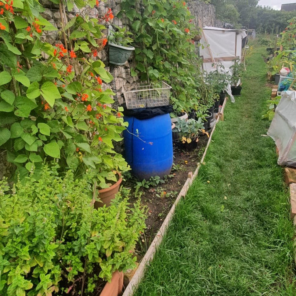 Some more photos celebrating the first year anniversary of our Starter Plots. From underused space to allotment gardening joy!! #allotmentgardening #allotmentsuk #GreenSpaces