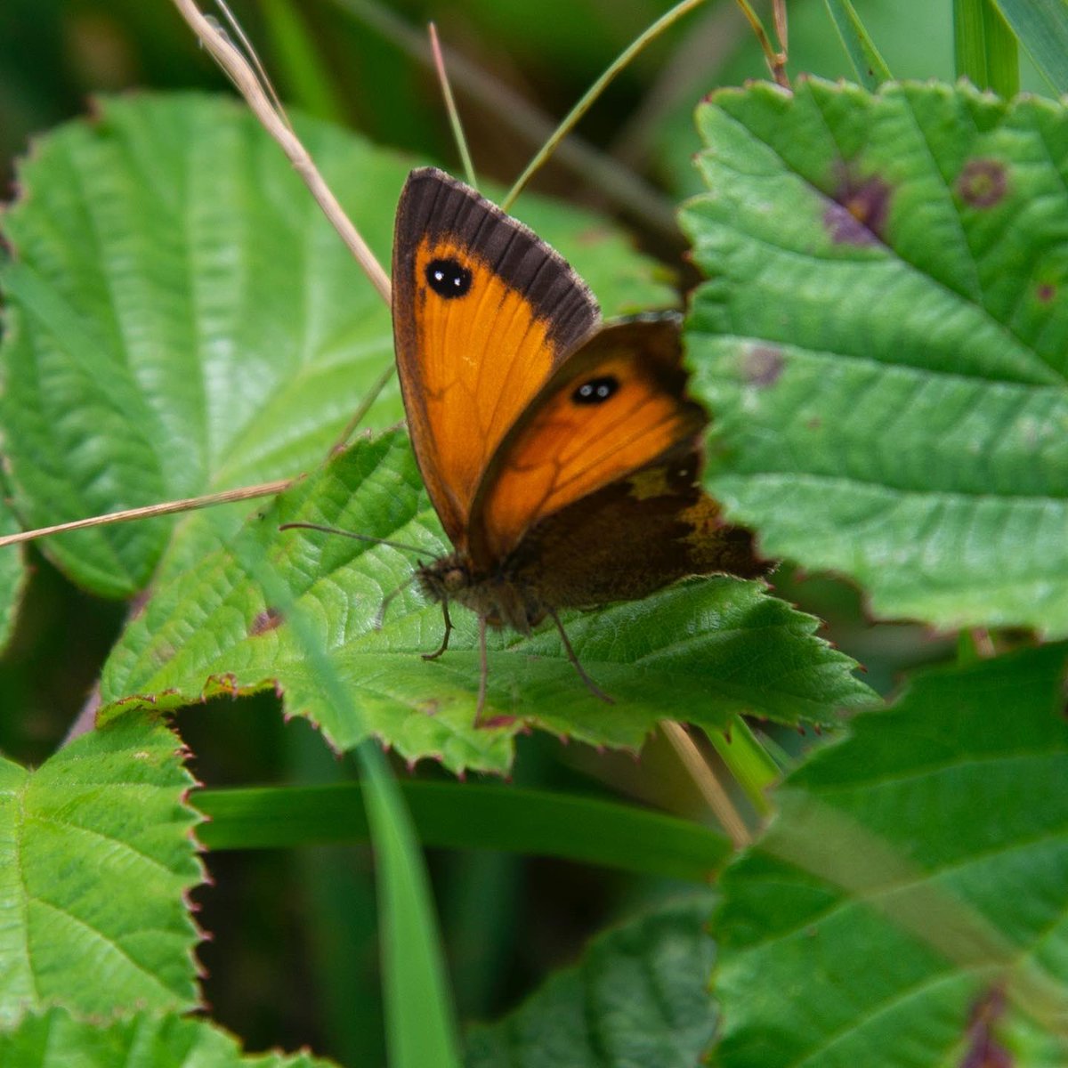 SteveDee22's tweet photo. #Aberystwyth #Butterflies #Bees #Nature https://t.co/KMJ3yLMORe