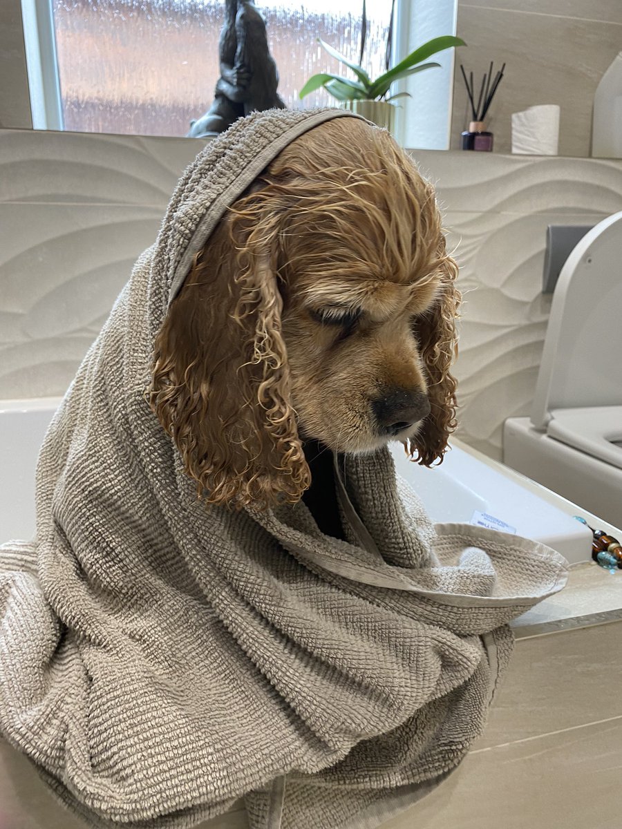 SpanielsSuper's tweet photo. I’ve had the most terrible experience 😢
Mum took my collar off, picked me up &amp; tried to drown me 😱
She soaked me with warm water, massaged me with smelly stuff
Rinsed me off &amp; massaged me again with more smelly stuff, then more rinsing, then a cuddle in a warm towel
#ItWasAwful https://t.co/UrxfGwL8YS