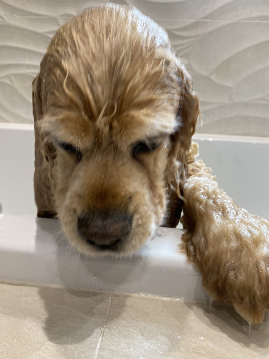 SpanielsSuper's tweet photo. I’ve had the most terrible experience 😢
Mum took my collar off, picked me up &amp; tried to drown me 😱
She soaked me with warm water, massaged me with smelly stuff
Rinsed me off &amp; massaged me again with more smelly stuff, then more rinsing, then a cuddle in a warm towel
#ItWasAwful https://t.co/UrxfGwL8YS