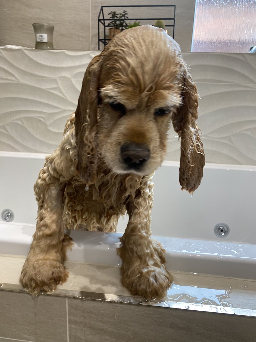 SpanielsSuper's tweet photo. I’ve had the most terrible experience 😢
Mum took my collar off, picked me up &amp; tried to drown me 😱
She soaked me with warm water, massaged me with smelly stuff
Rinsed me off &amp; massaged me again with more smelly stuff, then more rinsing, then a cuddle in a warm towel
#ItWasAwful https://t.co/UrxfGwL8YS