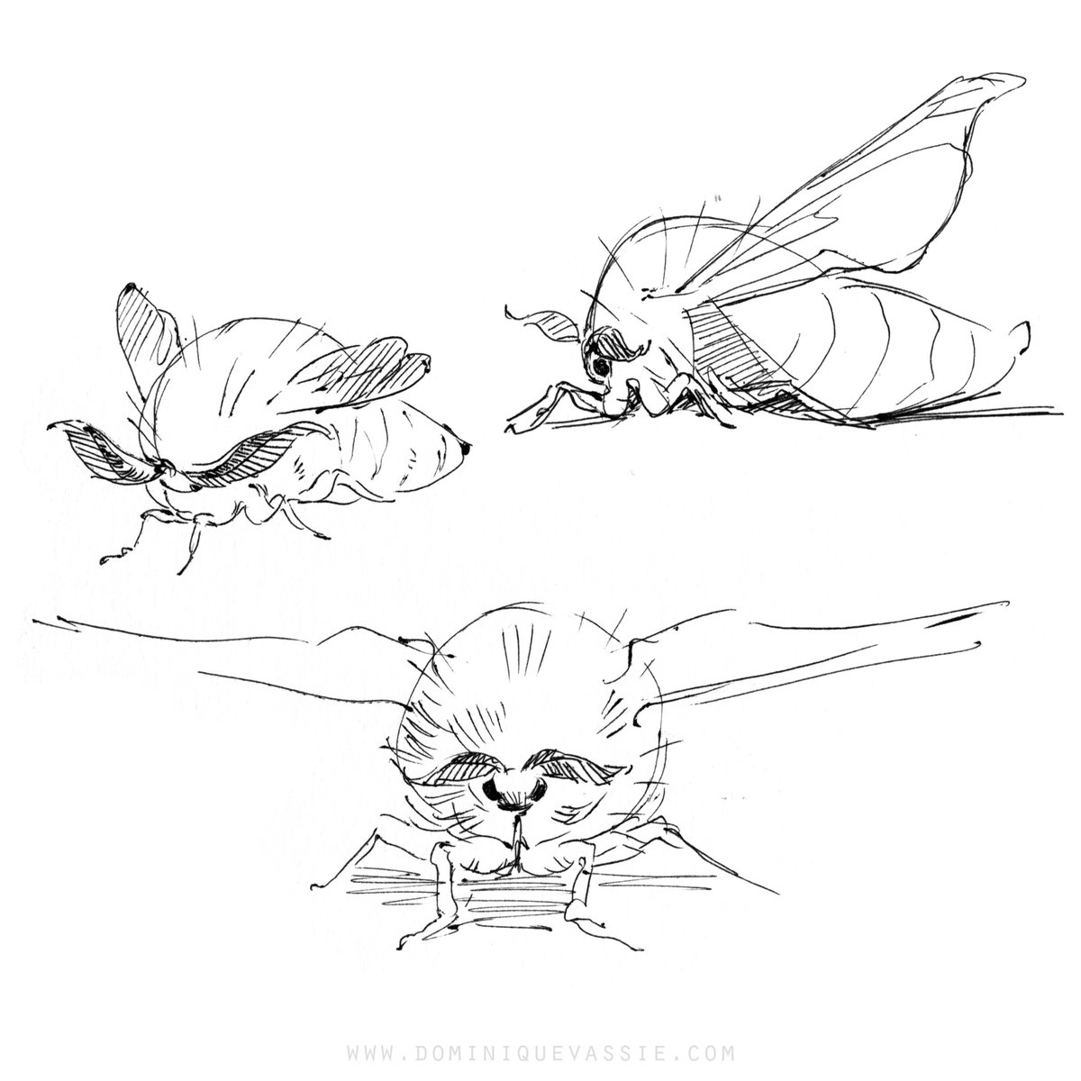 Do you know anyone who enjoys #drawing, #painting or other mediums of creating artwork? Tell them about our #InsectArt #competition! 

Submit your entries before October 31 2023: insectweek.org/art-and-photog… 

Artwork by Dominique Vassie (Twitter &amp; IG: <a href="/niqvassie/">Dominique Vassie</a>)