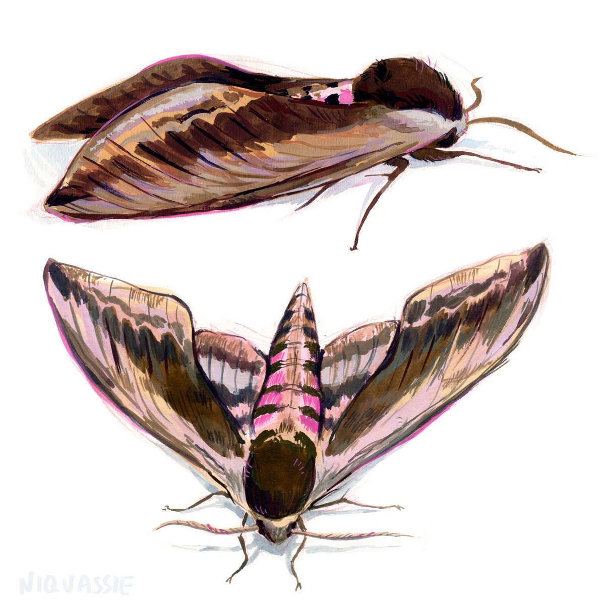insectweek's tweet photo. Do you know anyone who enjoys #drawing, #painting or other mediums of creating artwork? Tell them about our #InsectArt #competition! 

Submit your entries before October 31 2023: https://t.co/rSboKZpvlo 

Artwork by Dominique Vassie (Twitter &amp; IG: @niqvassie) https://t.co/apUkXFXEDf