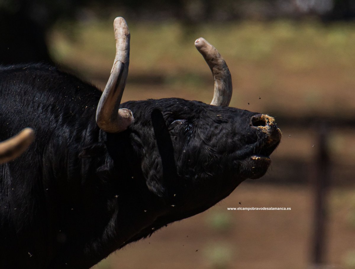 Si el 14 de octubre de 2023 quieres disfrutar de 3 toros del cajón y conocer a “Flamenco”…tendrás que venir a Alba de Tormes.

“Flamenco” ya saluda. 

Vuelve el festejo popular a Alba de Tormes, vuelven los toros en la calle.