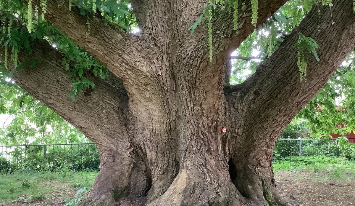 Forest Research Society and Env. Research Group (@fr_serg) on Twitter photo <a href="/BranchingOut21/">Branching Out</a> Hannah has written a blog on her collection of tree survey data from Bute Park in Cardiff as part of our project to make connections between the social and cultural values that people hold about trees, and physical characteristics of trees valueoftrees.co.uk/blog-2/storyte… <a href="/BranchingOut21/">Branching Out</a> Hannah has written a blog on her collection of tree survey data from Bute Park in Cardiff as part of our project to make connections between the social and cultural values that people hold about trees, and physical characteristics of trees valueoftrees.co.uk/blog-2/storyte…