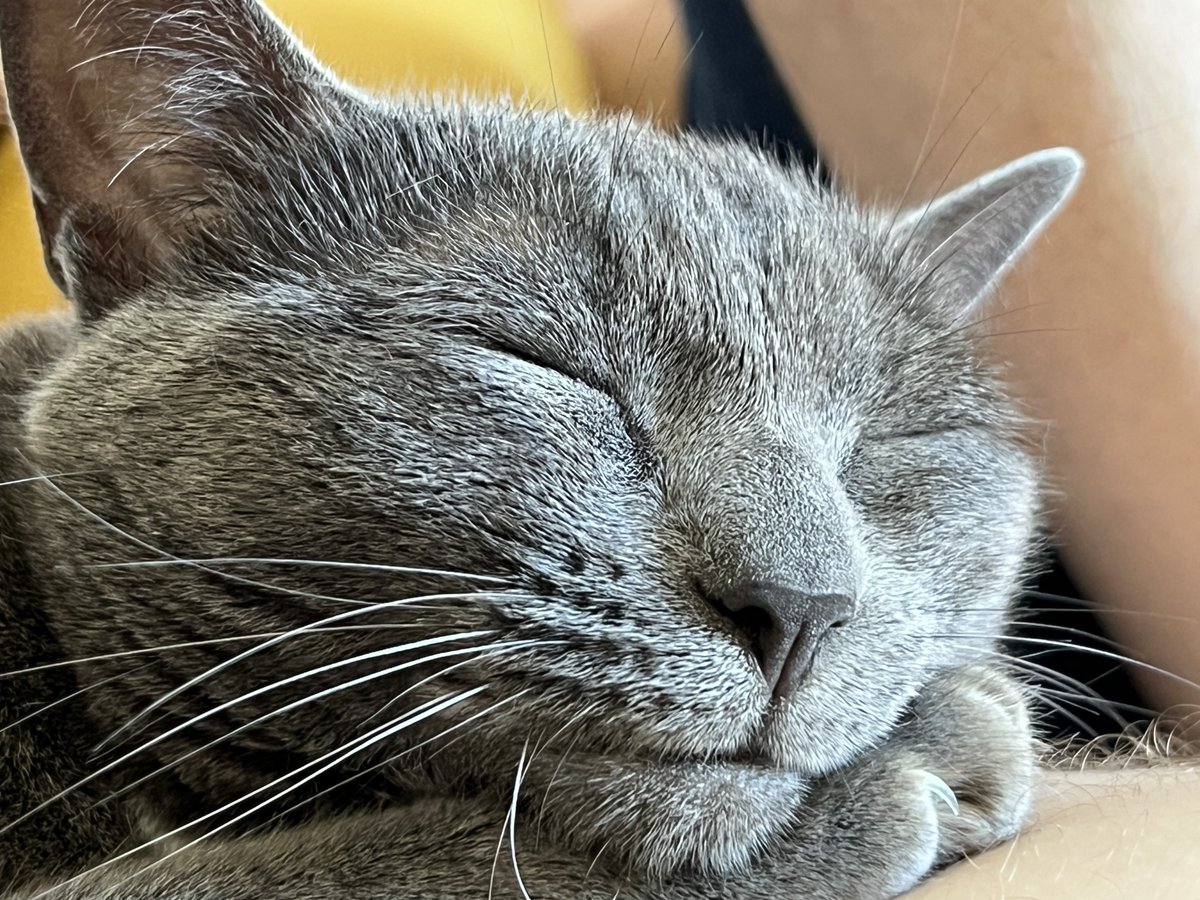 Jeff_of_gre's tweet photo. L’heure de la sieste #sieste #chat #chatte #filae #filaelachatte #filaelechat #filaethecat #grenoble #geoffreycularo https://t.co/UGaMrUfhYF