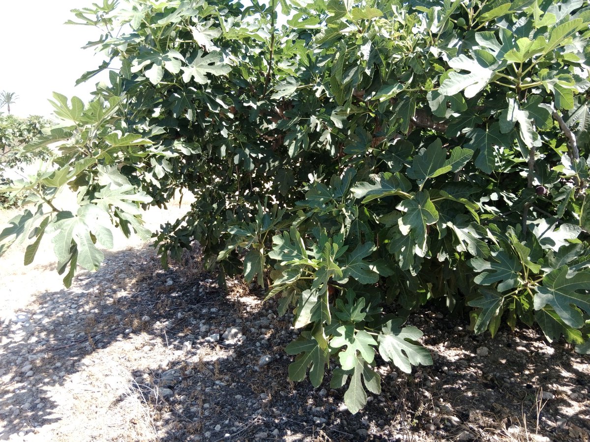 Endefora's tweet image. Prop de la Vereda de Crevillent i del Camí de la Palmera, en la faeneta del metge i prop de la Martxena creix una figuera damunt d'un pedregal.
No se rega mai en aigua dolça ni tampoc s'ensofata.
Fa unes figues menudes i lletges però dolces com peladilles.