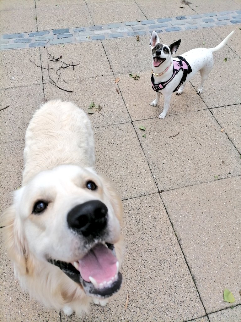 pauldunphy's tweet photo. Hello! Would you like to see our Gabby with her pal Mad Max?! Ta da. Here you go. They love chasing after sticks and stealing them. Hopefully they have brightened up your timeline today. 😊❤️ Dogs - making every day better. #DogsOnTwitter #SummerVibes https://t.co/TUCXtjDYvl