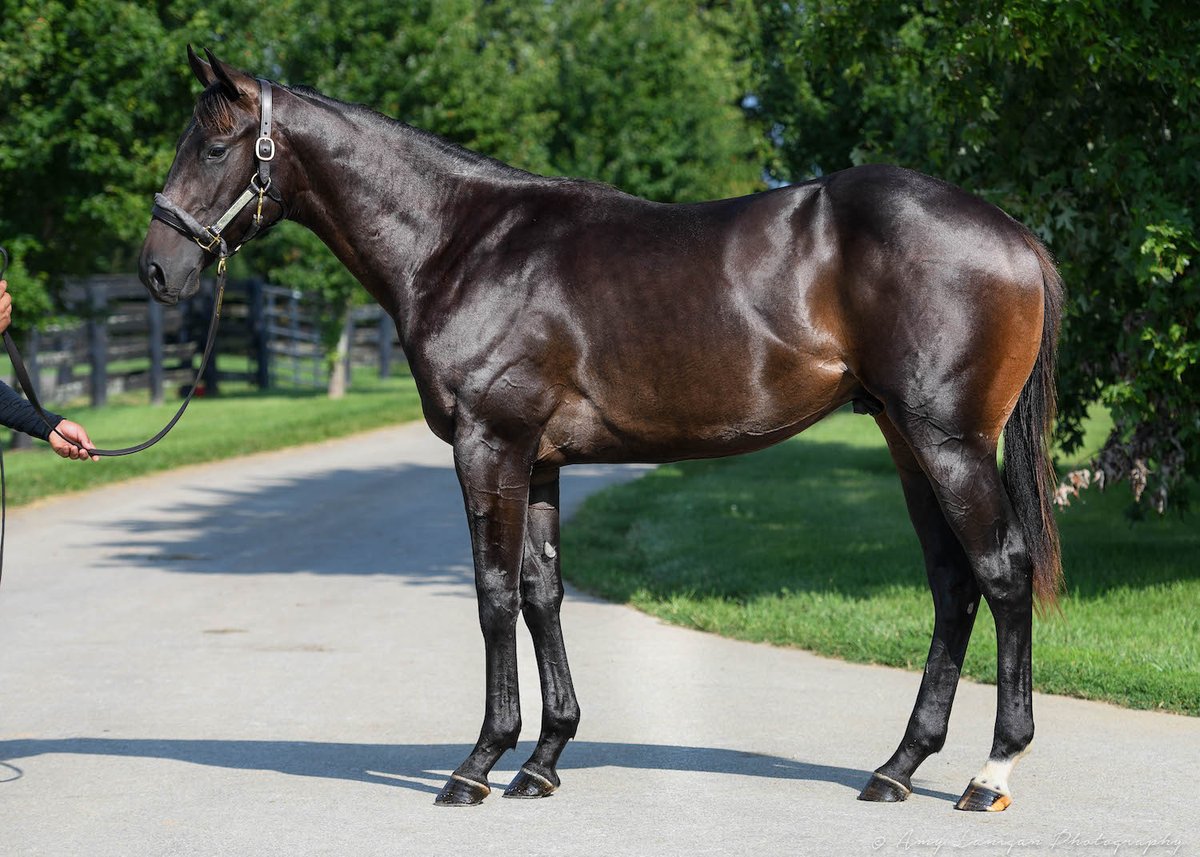 Hip 37 - Selling with @MachmerHallSls @FasigTiptonCo Saratoga Sale, a strong colt by @PASStallions first-season sire, GUNNEVERA. From the family of G1 winner DIORISSIMO, G2 winners ROAR EMOTION, NO COMPETITION, etc.