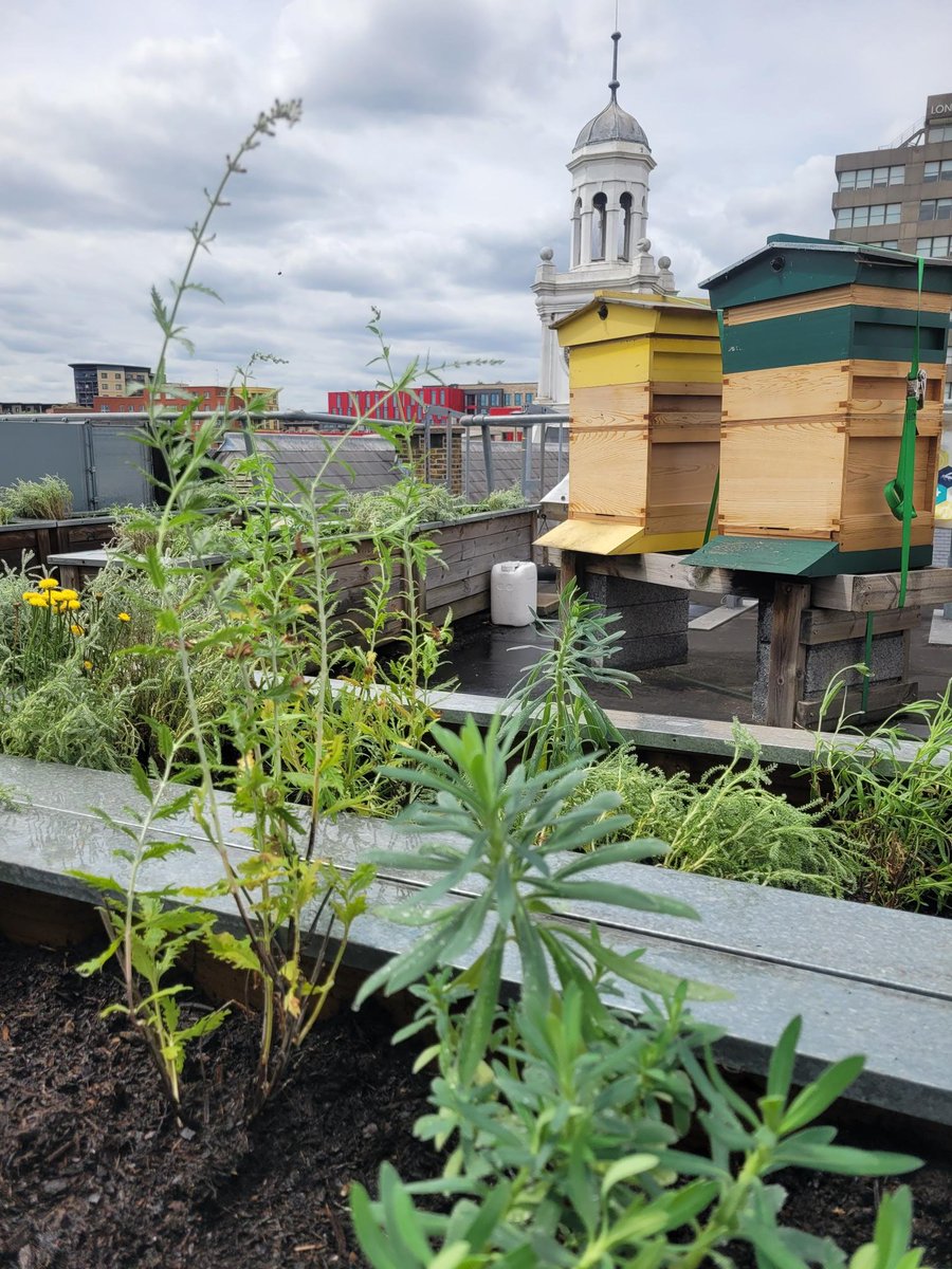 Working with <a href="/CBRE_UK/">CBRE UK</a>, our teams have created a rooftop environment for bees at <a href="/LondonMetUni/">London Met Uni</a> 🐝 

Surrounding planters have been stocked with bee-friendly plants including Blue Spire, Rosenteppich, Rosemary, and Lavender.

🔽Explore the partnership 
ground-control.co.uk/about/our-cust…
