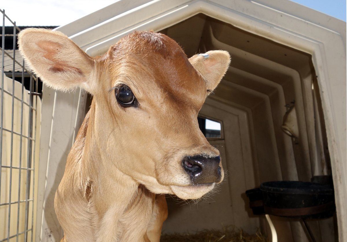 Check out our quick guide to Defra's Calf Housing for Health and Welfare grants. Find out how to apply for between £15k and £500k, to give your calves the best possible start in life. promar-international.com/defra-calf-hou… #Defra #HealthAndWelfare #funding #England #farming