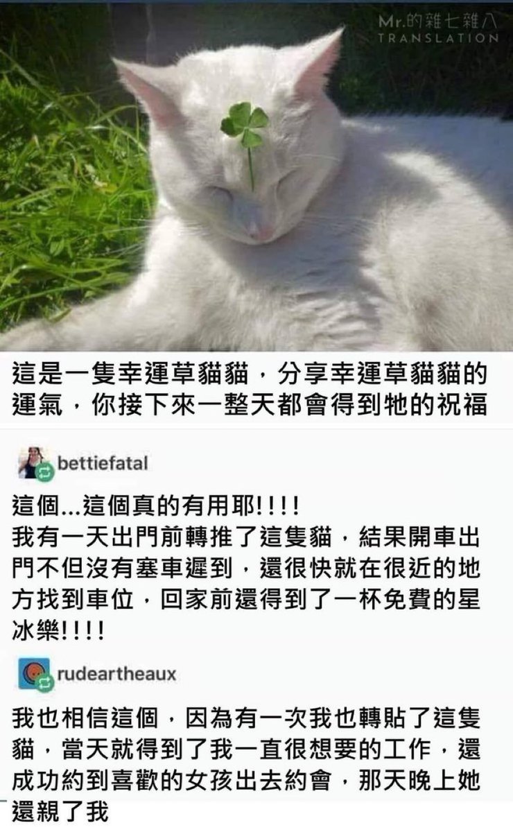 purpleuharu's tweet photo. 拜託幸運草貓貓保佑明天搭的班機正常且平安起降🙏🏻 🙏🏻🙏🏻🍀 https://t.co/ohfsVVmfOO