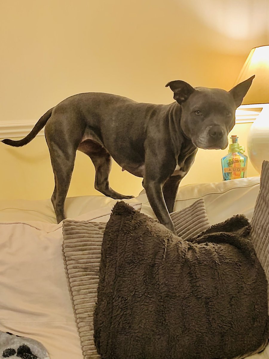 IsaMary2021's tweet image. It’s raining, it’s pouring.. the old man is snoring ☔️🤣🤣 I’m bored, bored, bored and literally climbing the walls - Don’t tell mum 🤫❤️❤️ #IsaMary #RainingCatsAndDogs #MountainGoat #BORED