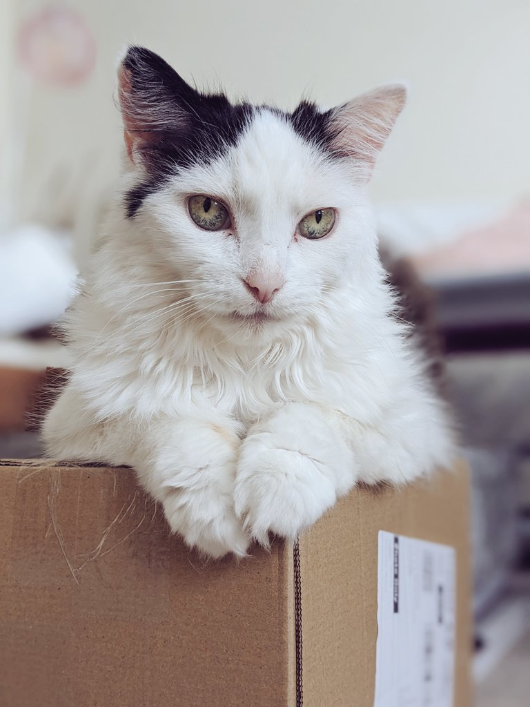 ScarletGlitter's tweet photo. It never fails to amuse me that there isn't a single box that enters my home which can be disposed of in less than about three days. Cannot imagine why. #CatLife #CatParenting #CatsAndBoxes https://t.co/PKjBenwdh0