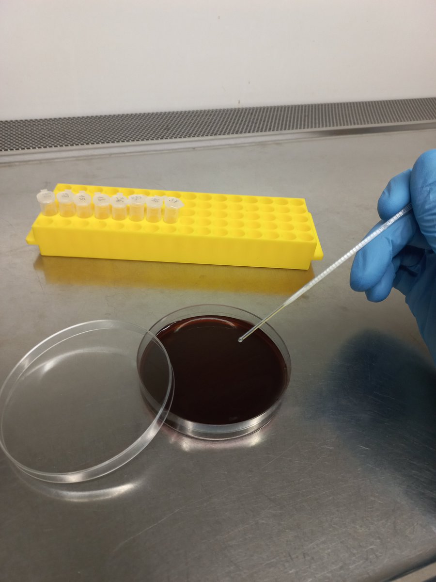 Hard work in the laboratory for Bacterial Oak Disease #BOD #lab