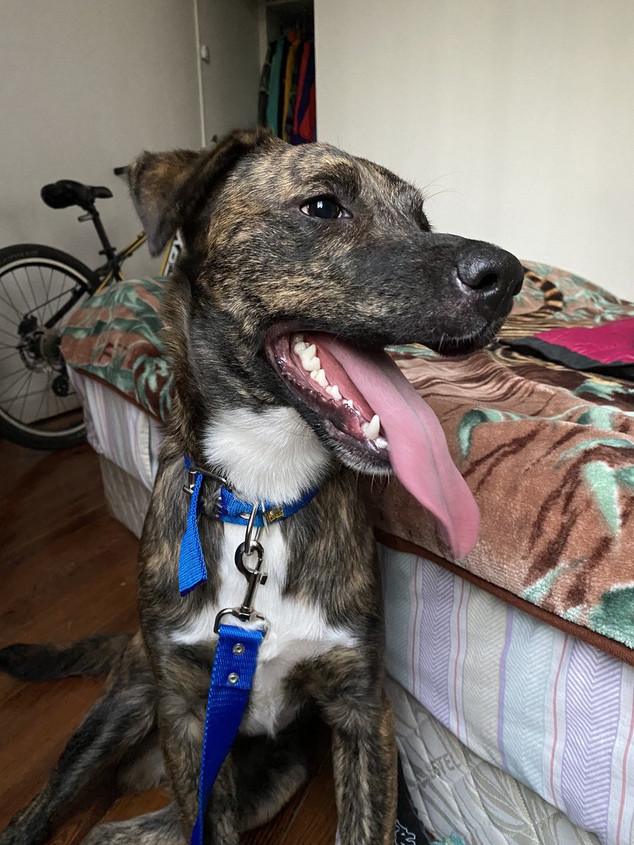 sapialucia's tweet photo. holu me ayudan a difundir?
Encontré un perrito ayer en Lomas de Zamora- Balcarce y Begrano
Está re cuidado, busco a sus dueños.

El collar no lo tenía, se lo compré para traerlo hasta casa. 

Lucia - 1126538440 https://t.co/HTCHLDjBso