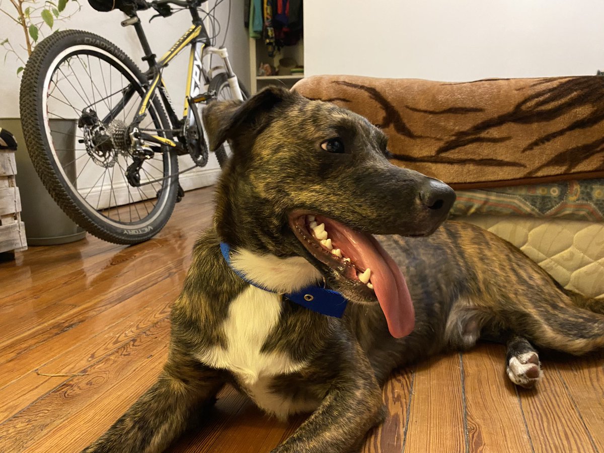 sapialucia's tweet photo. holu me ayudan a difundir?
Encontré un perrito ayer en Lomas de Zamora- Balcarce y Begrano
Está re cuidado, busco a sus dueños.

El collar no lo tenía, se lo compré para traerlo hasta casa. 

Lucia - 1126538440 https://t.co/HTCHLDjBso