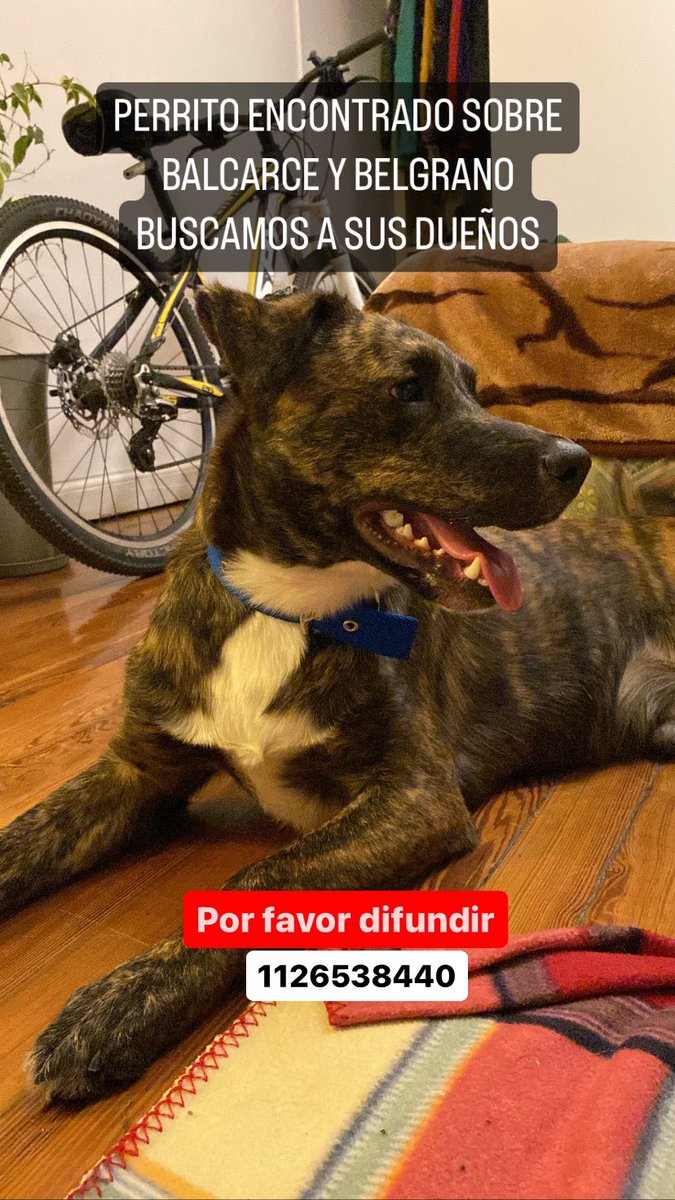 sapialucia's tweet photo. holu me ayudan a difundir?
Encontré un perrito ayer en Lomas de Zamora- Balcarce y Begrano
Está re cuidado, busco a sus dueños.

El collar no lo tenía, se lo compré para traerlo hasta casa. 

Lucia - 1126538440 https://t.co/HTCHLDjBso