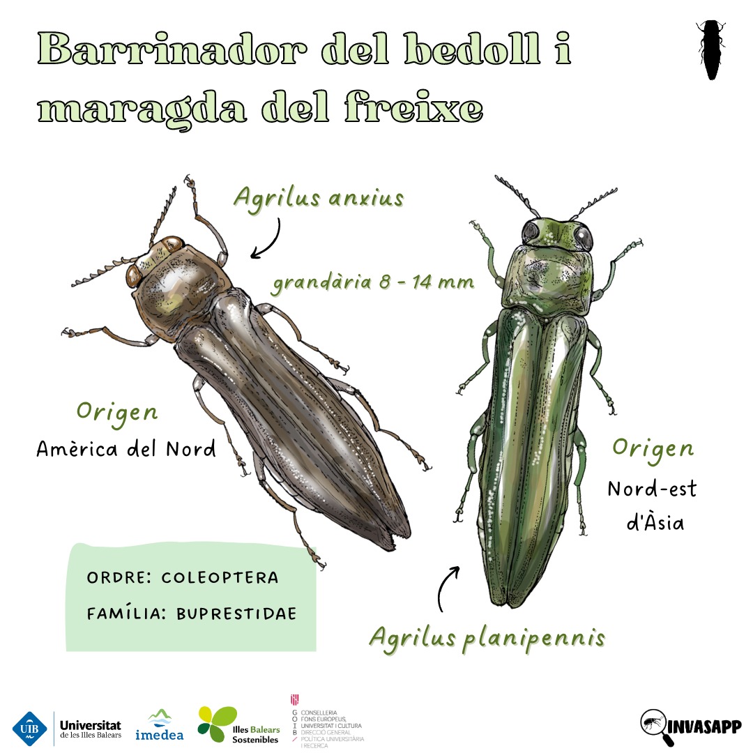 invasapp's tweet photo. Dues espècies del gènere #Agrilus: A. anxius i A. planipennis. Aquests barrinadors utilitzen els troncs durant el seu cicle biològic🐛🔄 com a aliment i refugi. Encara no es troben a Europa, però les conseqüències al #freixe i #bedoll poden ser desastroses 🧵👇
#EugeniiInvestiga https://t.co/QUTfrGbODh