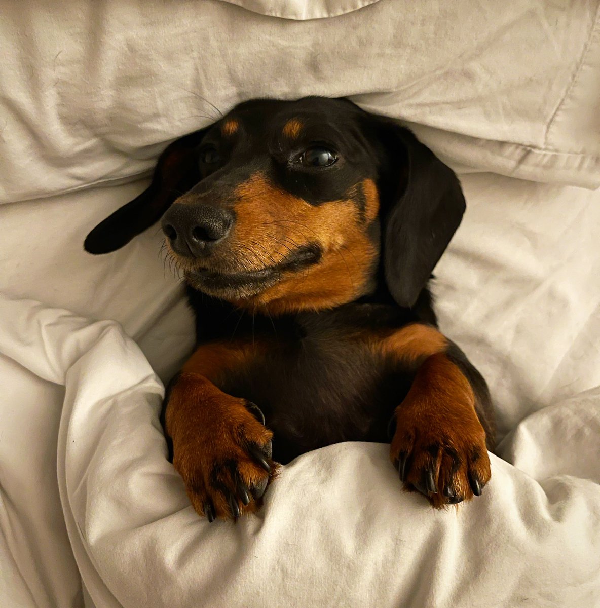 The Rose & Crown tweet media