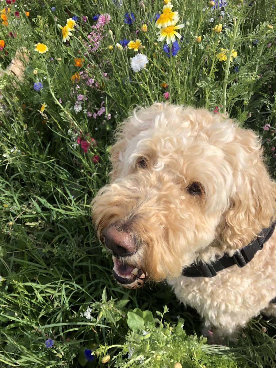 Bob Doodle and Lucy pup tweet media