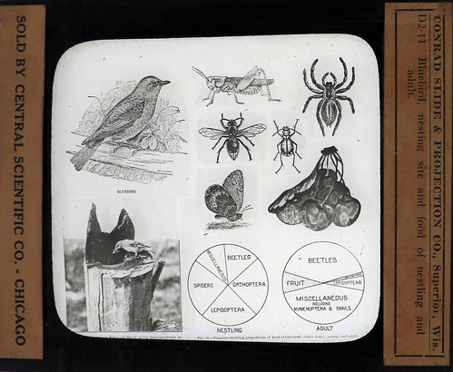 Biologists near and far gather round during this #ArchivesHashtagParty! This was a slide used to teach a biology class at Belleville Collegiate Institute and Vocational School in Belleville, Ontario from 1925. 
#ArchivesScience flic.kr/p/AzVNdU