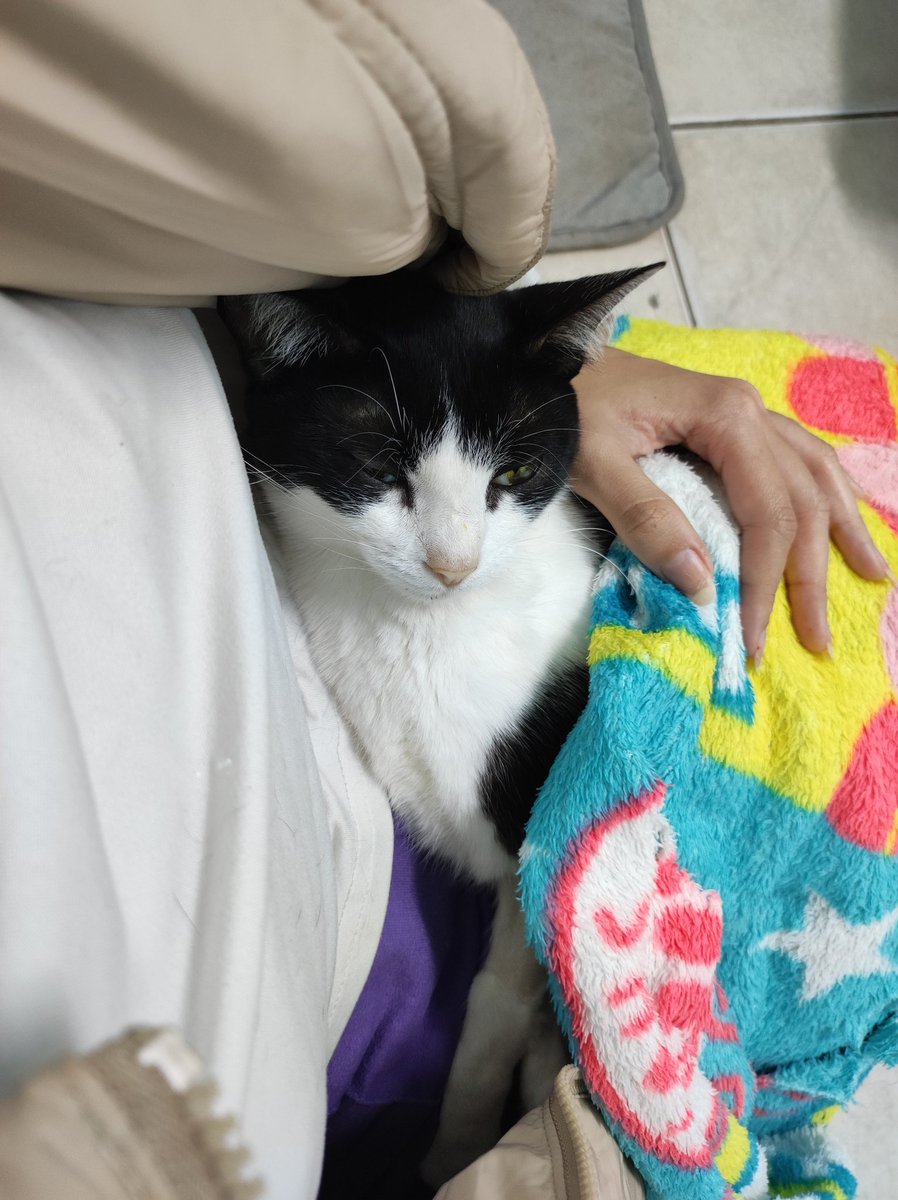 scarletcai's tweet photo. Oi, meu nome é Letícia e essa é a Aelin. Venho aqui pedir ajuda para custear os tratamentos da minha gatinha. Em junho descobri que ela é FeLV+ (positiva para leucemia felina). Fiz uma transfusão sanguínea e mantive ela internada por dias, desisti da minha formatura e + https://t.co/mwWccsfP0d