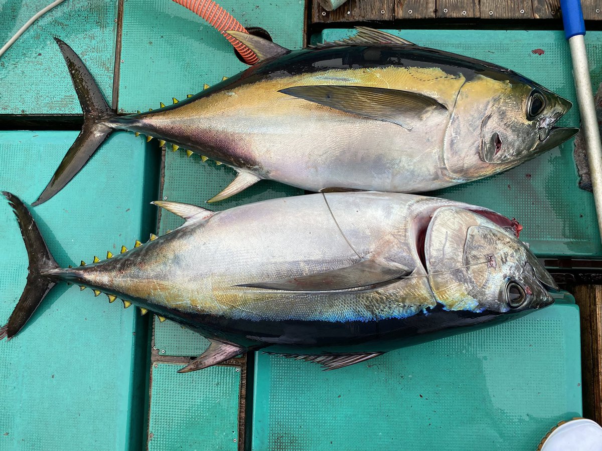 torokinme3367's tweet photo. 船長メバチマグロにハマる🤪

逃した魚は数知れない😭
しばらく立ち直れず…
仕掛け、ショッカーを一式交換❗️

針外れは…まあいいよね😅
１日中外すれるのは萎えますが、変なスイッチ入って経費考えず走りまくり😏 https://t.co/8JhxBG0TzR