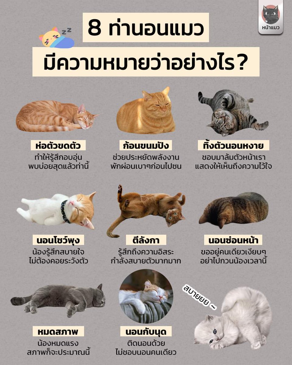 nicha_nicha_an's tweet photo. 8 ท่านอนแมว
cr:หน้าแมว https://t.co/8VABecrJl9